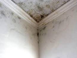 Environmental Consulting for Mold Prevention in Dilworthtown, PA