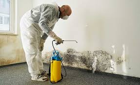 Mold Prevention & Removal